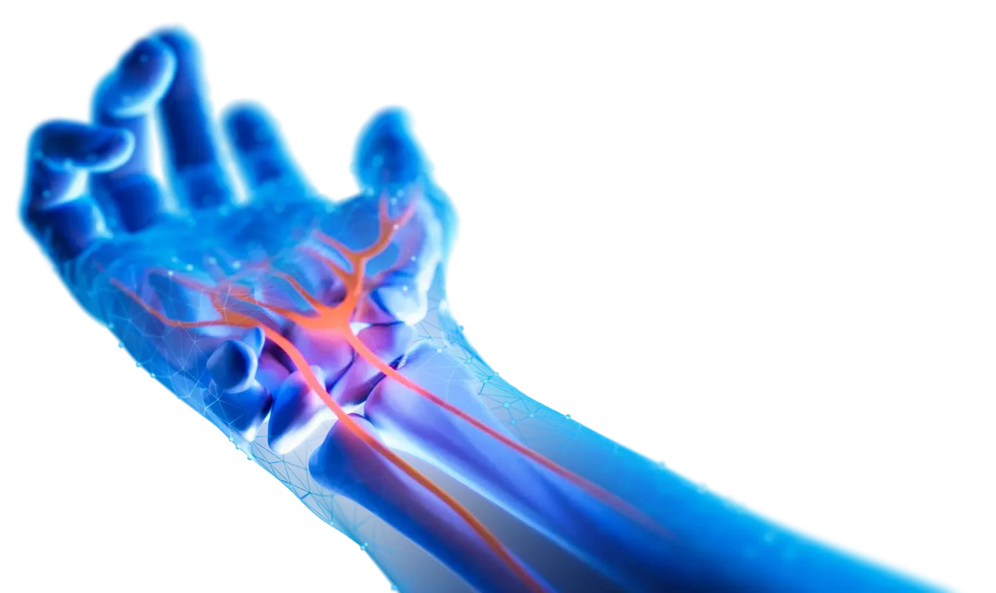 Wrist showing internal nerves